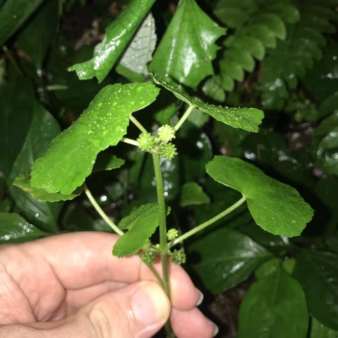 Javanese pennywort