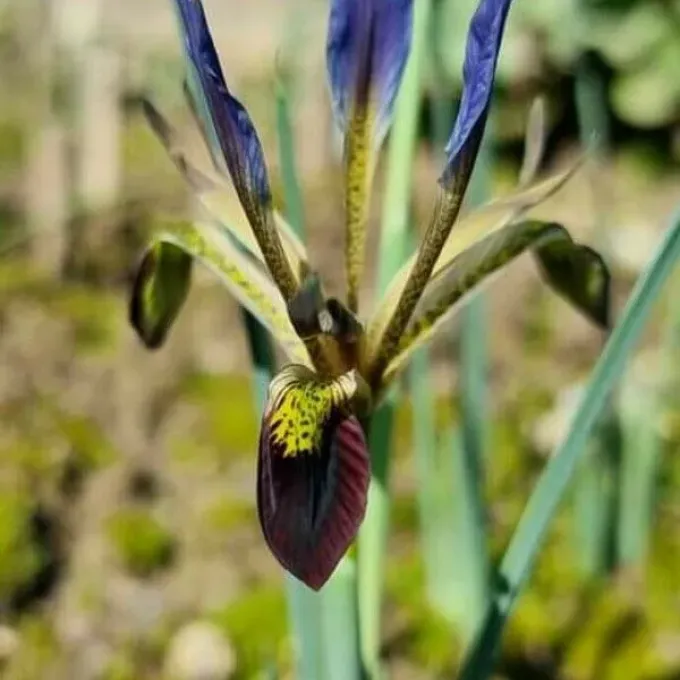 Pamphylian iris