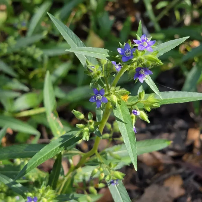 Hydrolea zeylanica