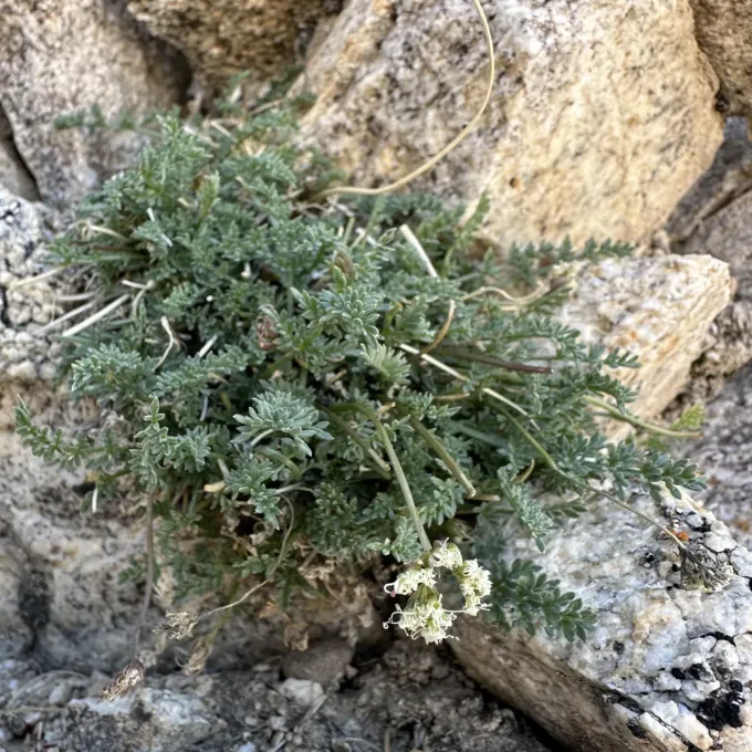 Pseudocymopterus