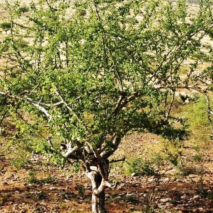 Commiphora pedunculata