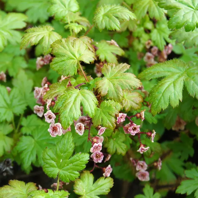 Bristly currant