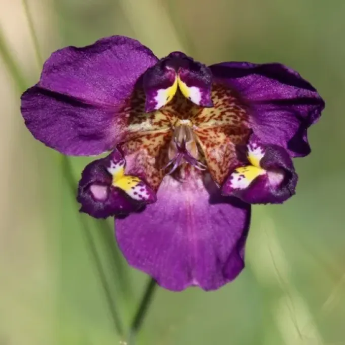 Alophia veracruzana