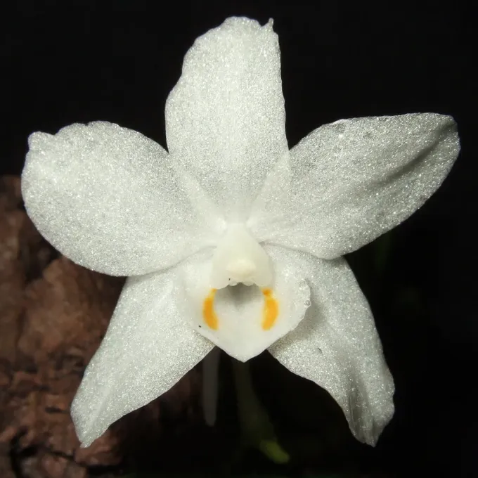 Amesiella minor