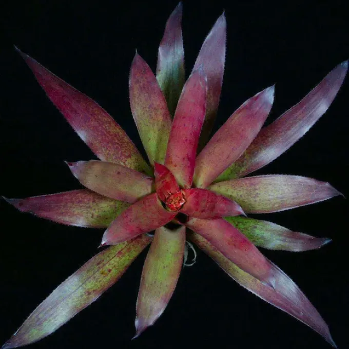 Nidularium correia-araujoi