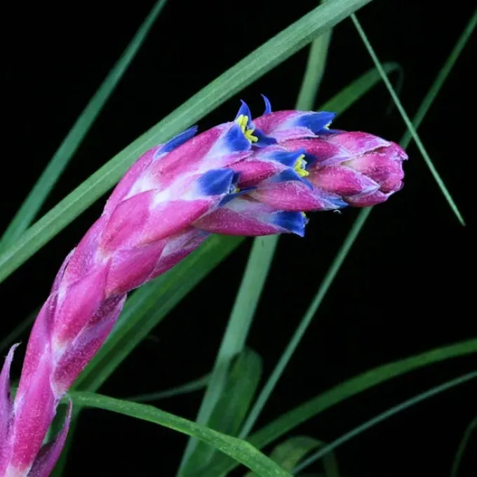 Fernseea bocainensis