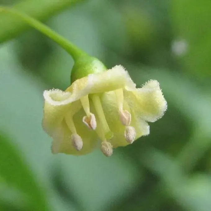 Tubocapsicum boninense