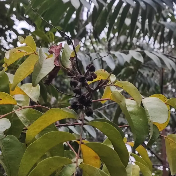 Matayba guianensis