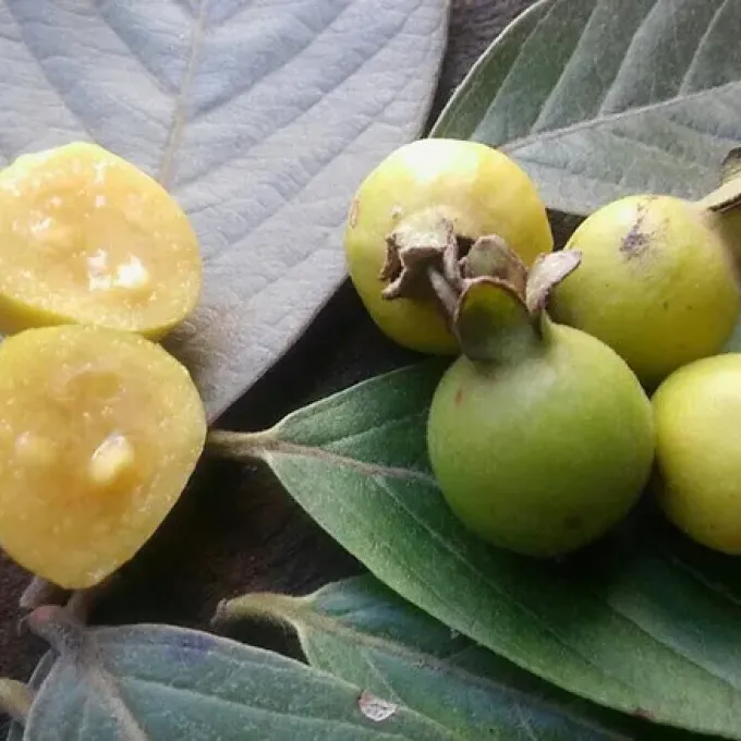 Psidium robustum