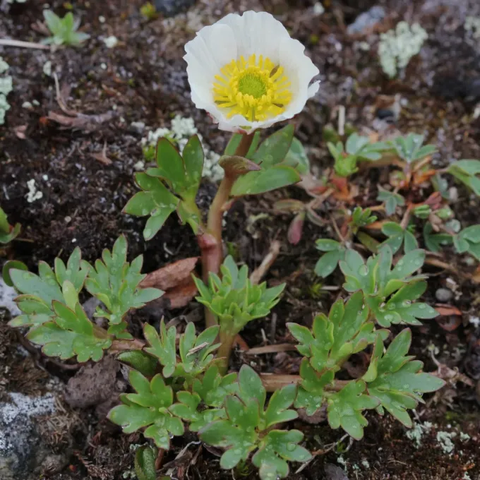Ranunculus gelidus
