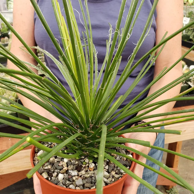 Agave geminiflora