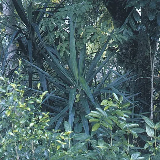 Yucca lacandonica
