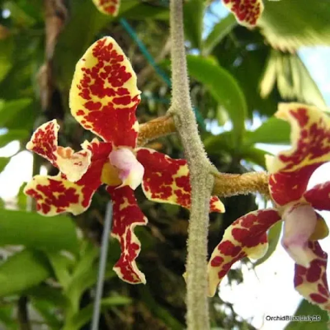 Dimorphorchis lowii