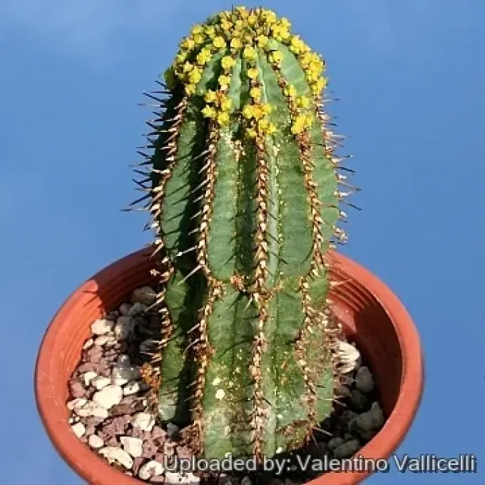 Euphorbia fruticosa