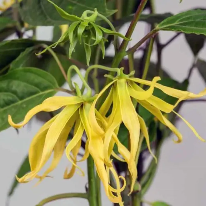 Artabotrys gracilis