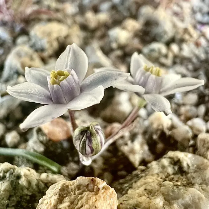 Муїлла корончата