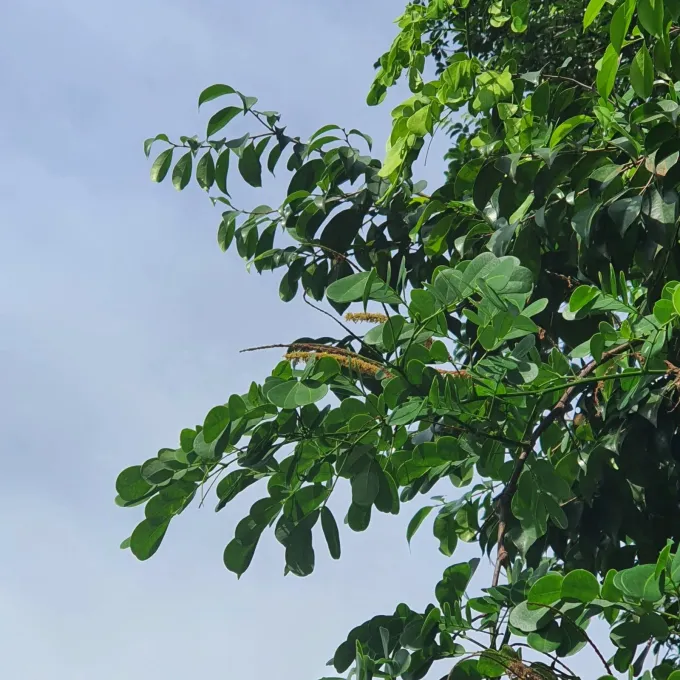 Entada spiralis