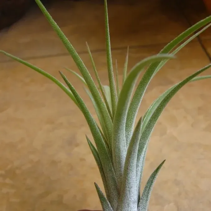 Tillandsia hybrids