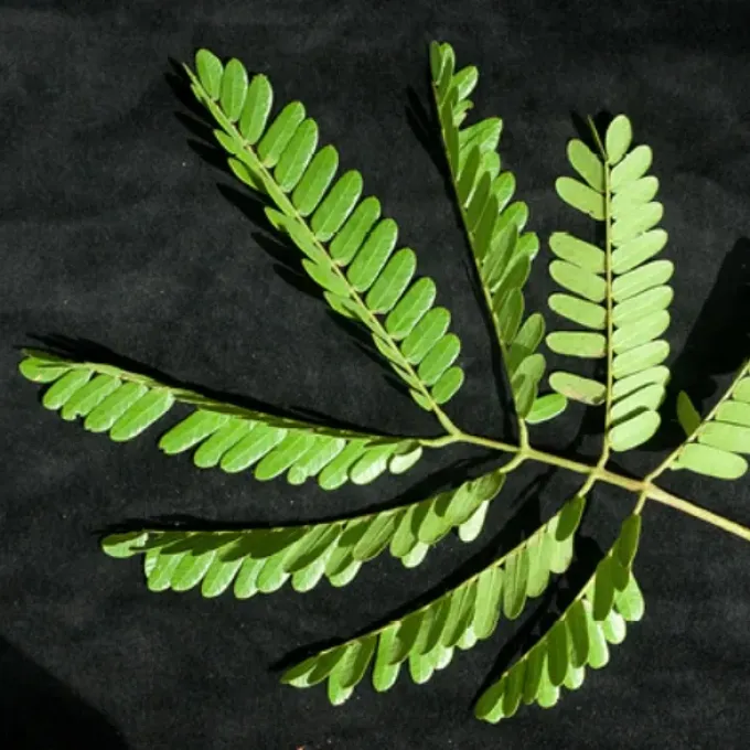 West African albizia