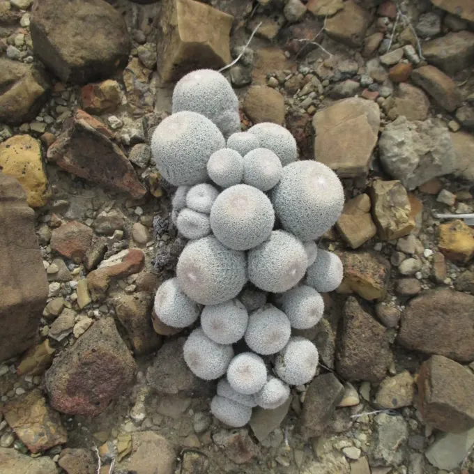 Epithelantha greggii