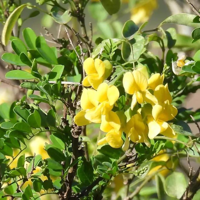 Calpurnia aurea