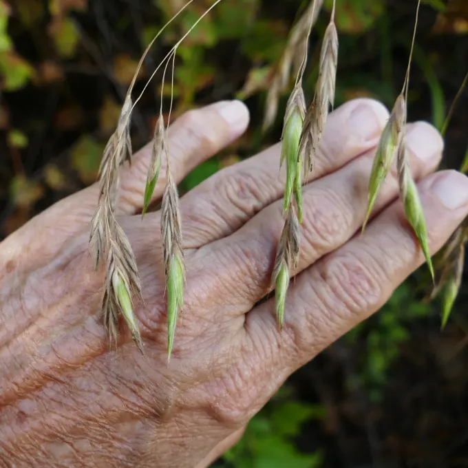 Richardson brome