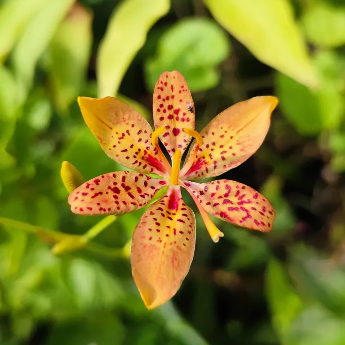 Blackberry lily