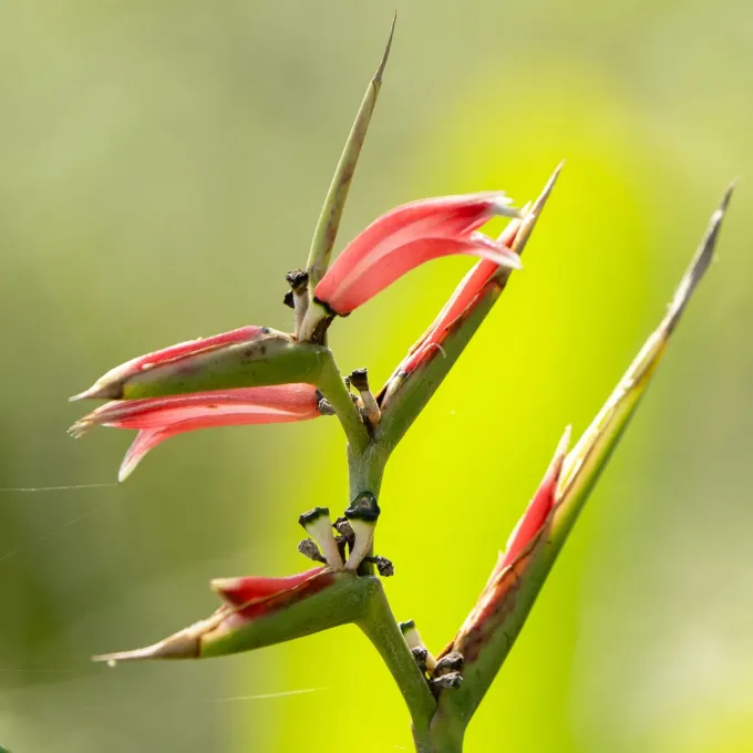 Heliconia metallica