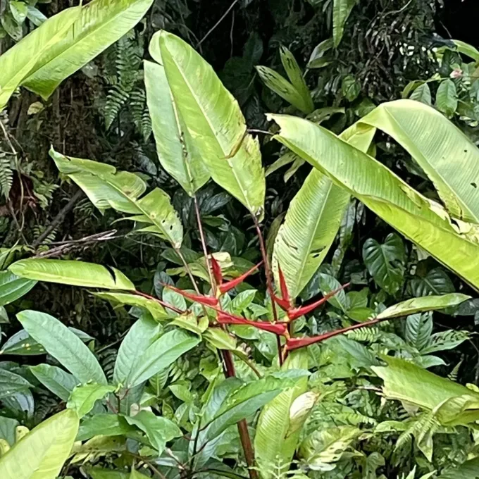 Heliconia sarapiquensis