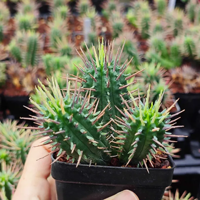 Euphorbia inconstantia