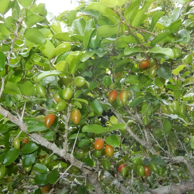 Dovyalis rhamnoides
