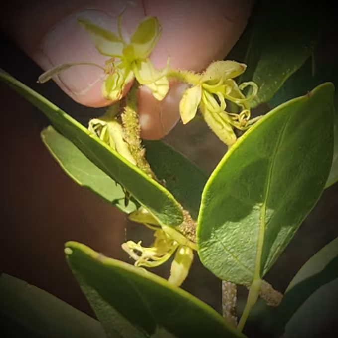 Cadaba kirkii