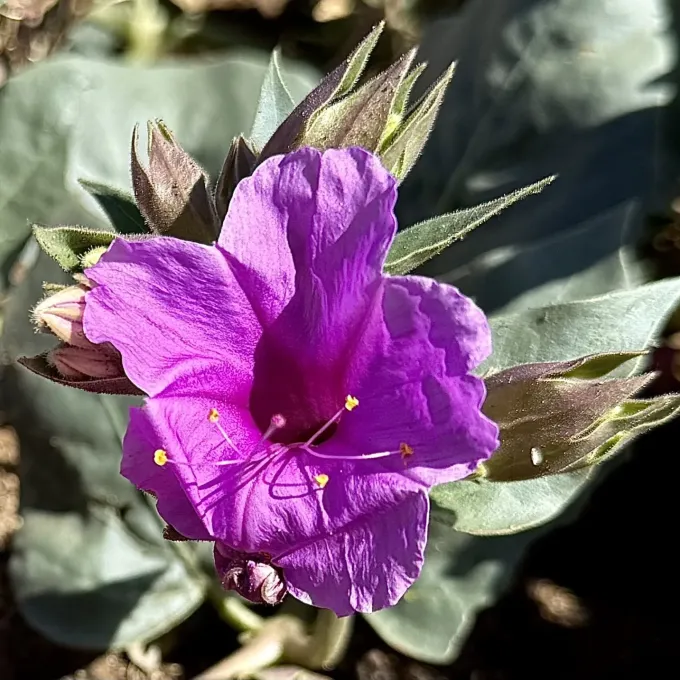 Mirabilis multiflora