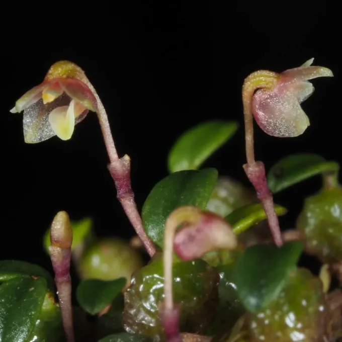 Bulbophyllum keekee