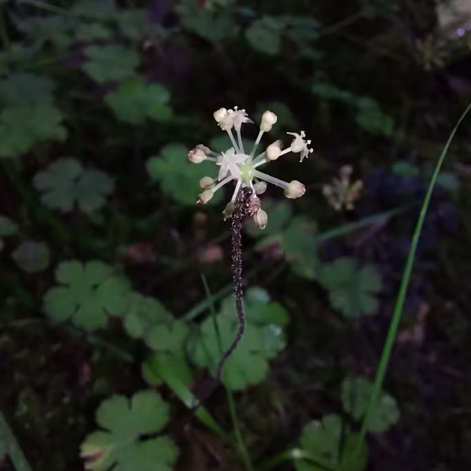 Hydrocotyle elongata