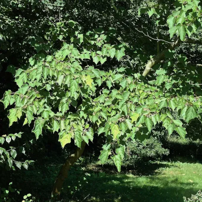 Alangium uniloculare