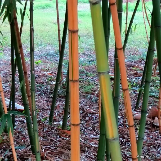 Phyllostachys vivax
