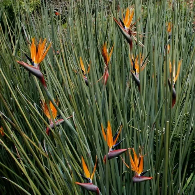 Strelitzia juncea
