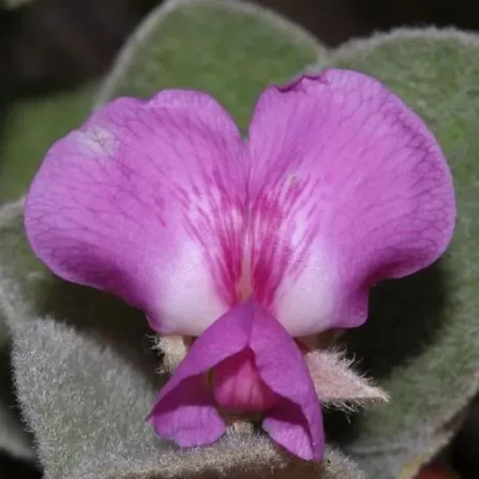 Heart-leaved Podalyria
