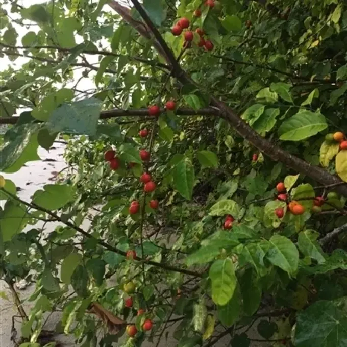 Казеарія Даллачі