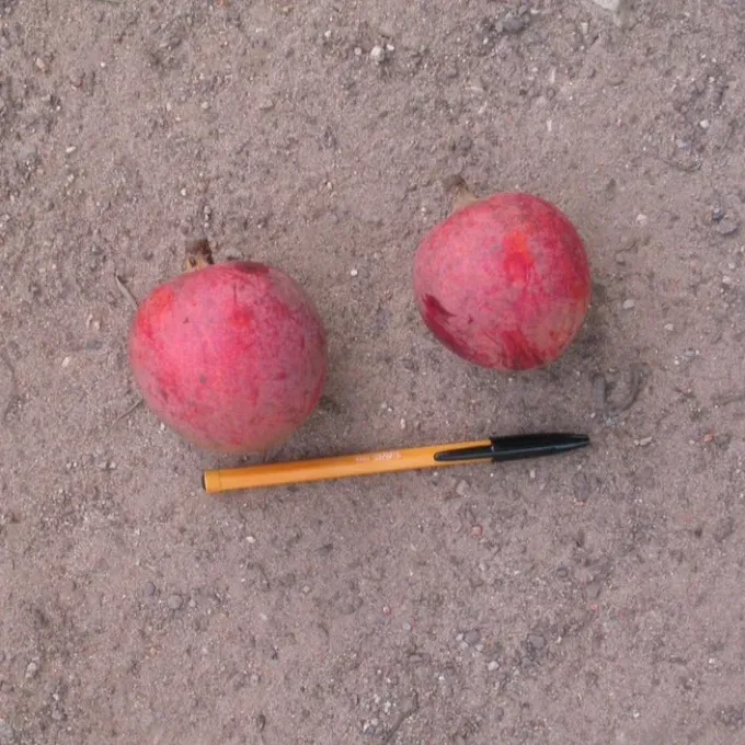 Chrysophyllum lacourtianum