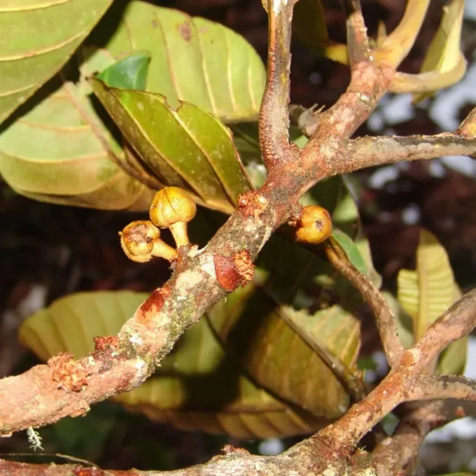 Chrysophyllum sanguinolentum