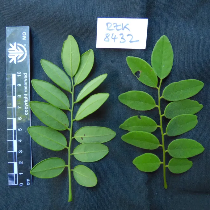 Dalbergia greveana