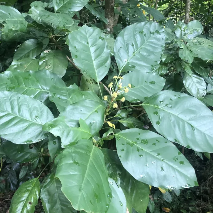 Dendropanax arboreus