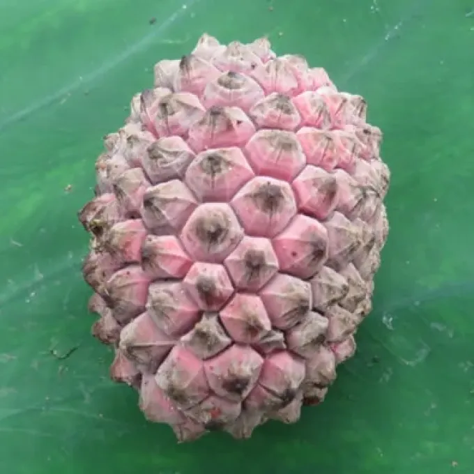 Duguetia confinis
