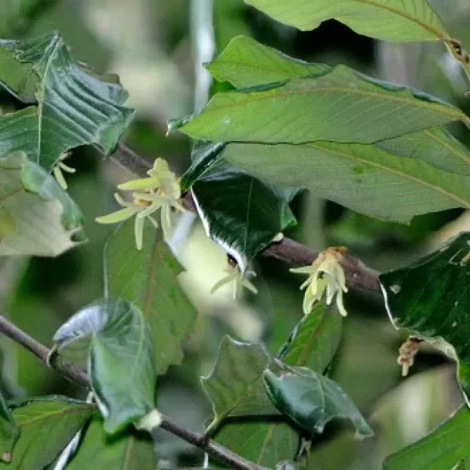 Cyathocalyx sumatranus