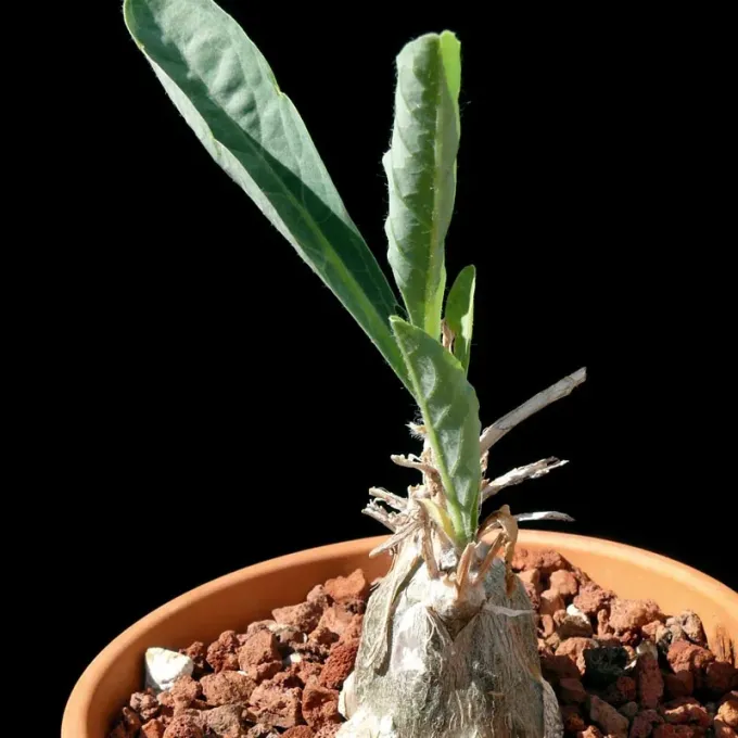 Cephalopentandra ecirrhosa