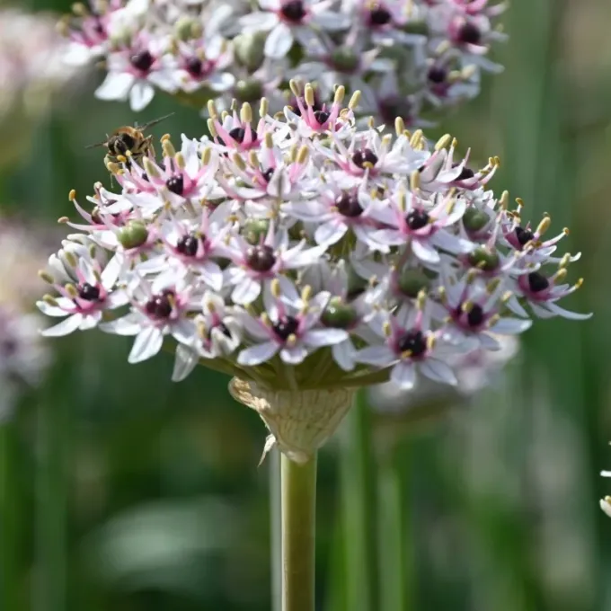Basalt garlic