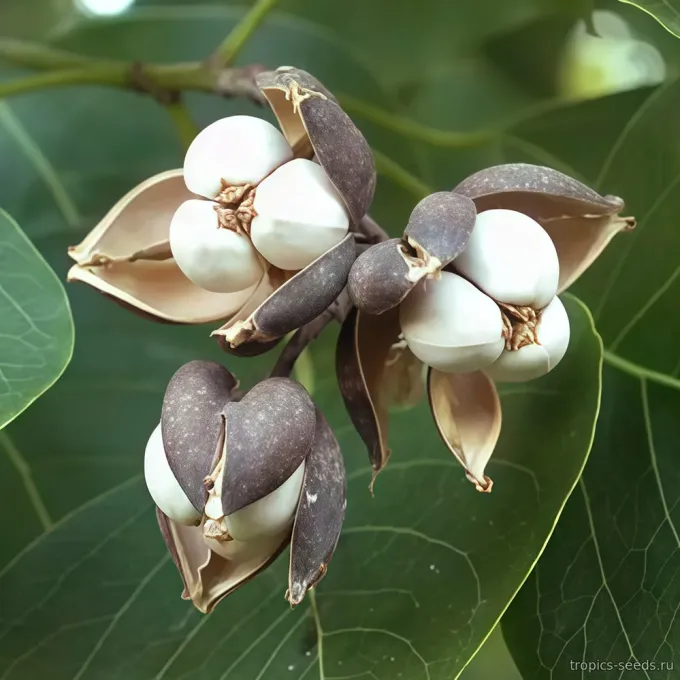 Sapium laurocerasus