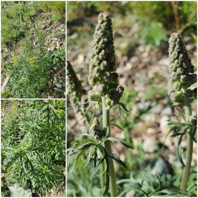 Аконіт бородатий